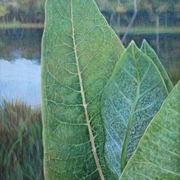 Milkweed leaves